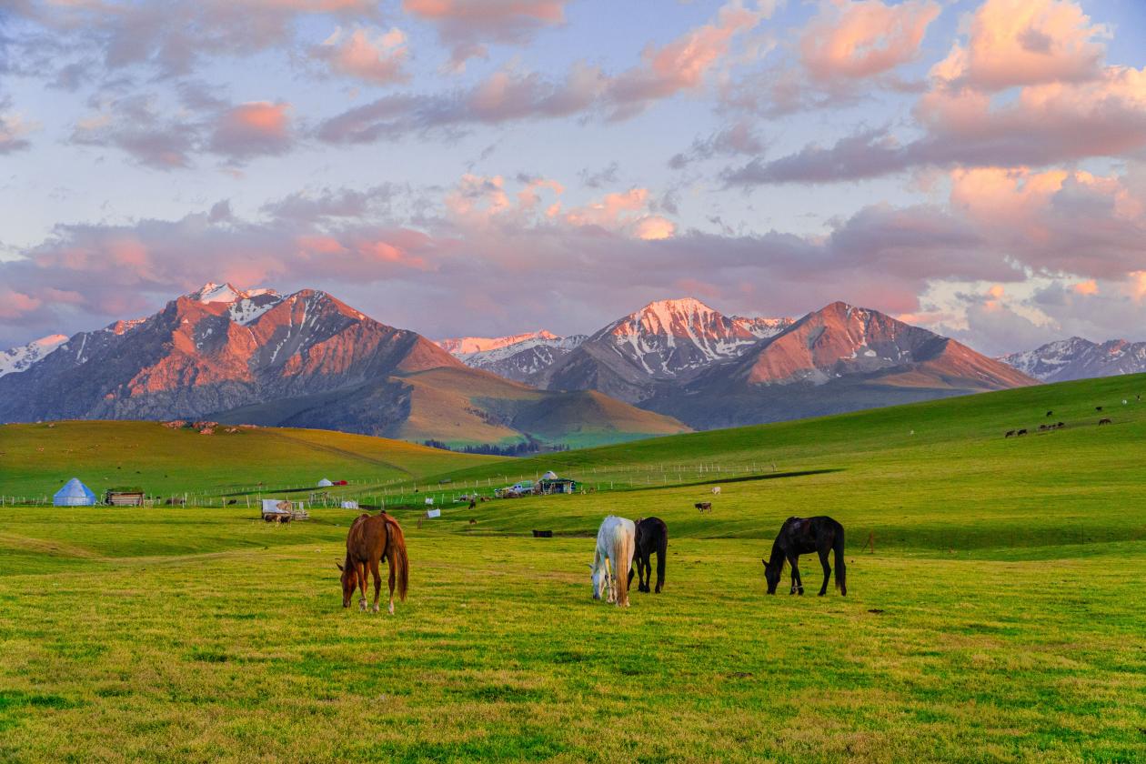 Grassland, horses and snow-capped mountains in Xinjiang